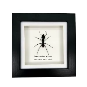 Giant Forest Soldier Ant Frame (Camponotus gigas) - TaxidermyArtistry