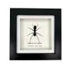 Giant Forest Soldier Ant Frame (Camponotus gigas) - TaxidermyArtistry