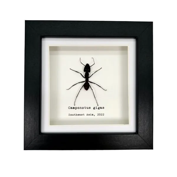 Giant Forest Soldier Ant Frame (Camponotus gigas) - TaxidermyArtistry