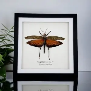 Giant Grasshopper (Tropidacris dux) Framed Specimen - TaxidermyArtistry