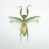 Giant Green Asian Praying mantis (Hierodula patellifera) (F) - TaxidermyArtistry