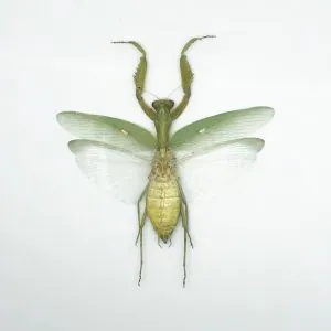 Giant Green Asian Praying mantis (Hierodula patellifera) (F) - TaxidermyArtistry