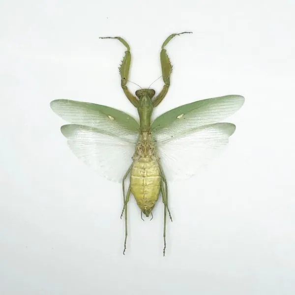 Giant Green Asian Praying mantis (Hierodula patellifera) (F) - TaxidermyArtistry