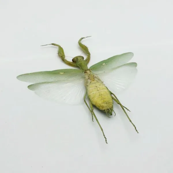 Giant Green Asian Praying mantis (Hierodula patellifera) (F) - TaxidermyArtistry