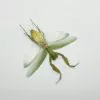 Giant Green Asian Praying mantis (Hierodula patellifera) (F) - TaxidermyArtistry