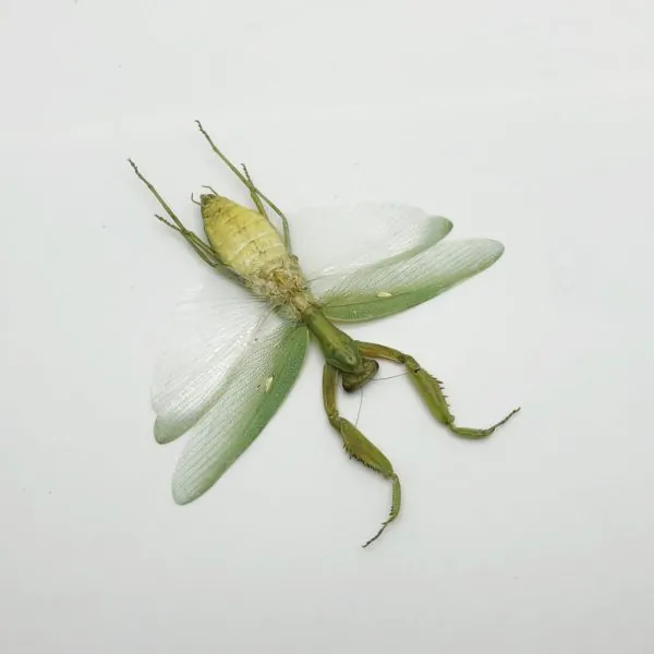 Giant Green Asian Praying mantis (Hierodula patellifera) (F) - TaxidermyArtistry