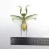 Giant Green Asian Praying mantis (Hierodula patellifera) (F) - TaxidermyArtistry