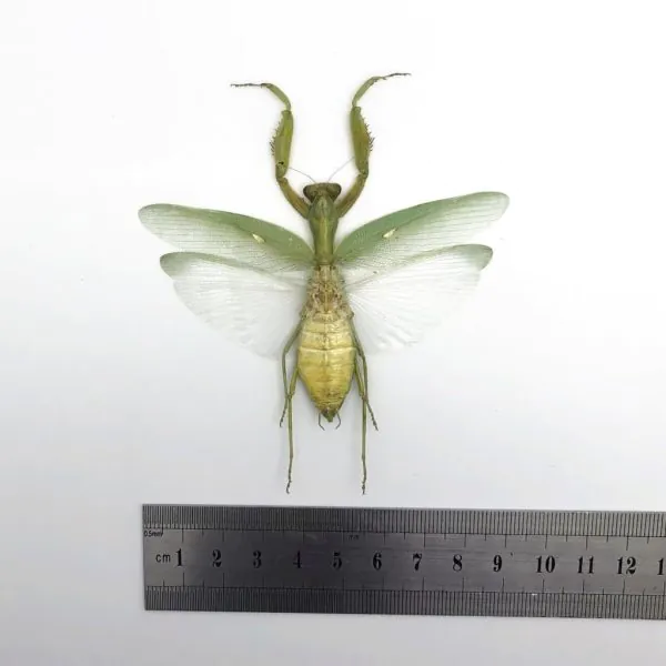 Giant Green Asian Praying mantis (Hierodula patellifera) (F) - TaxidermyArtistry