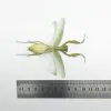 Giant Green Asian Praying mantis (Hierodula patellifera) (F) - TaxidermyArtistry