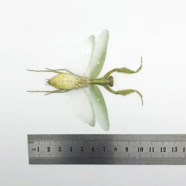 Giant Green Asian Praying mantis (Hierodula patellifera) (F) - TaxidermyArtistry