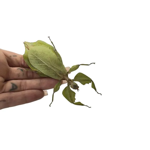 Giant Green Leaf Insect (Cryptophyllium westwoodii) (F) - TaxidermyArtistry
