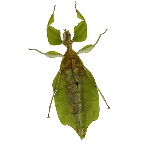 Giant Green Leaf Insect (Cryptophyllium westwoodii) (F) - TaxidermyArtistry