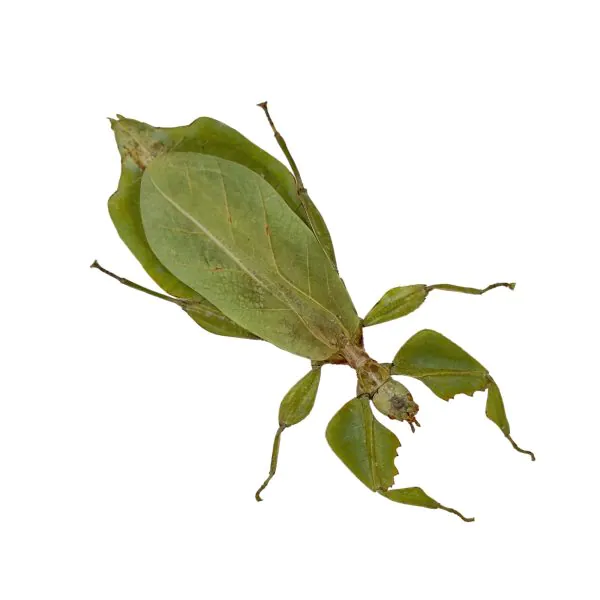 Giant Green Leaf Insect (Cryptophyllium westwoodii) (F) - TaxidermyArtistry