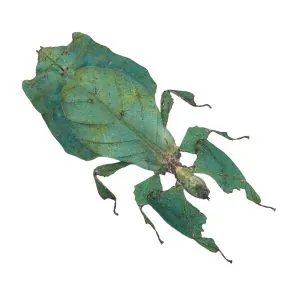 Giant Green Malaysian Leaf Insect Phyllium Giganteum (F) - TaxidermyArtistry