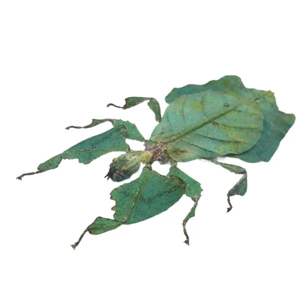 Giant Green Malaysian Leaf Insect Phyllium Giganteum (F) - TaxidermyArtistry