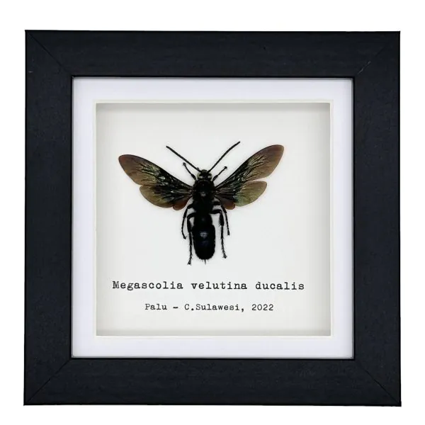 Giant Iridescent Black Wasp (Megascolia velutina duclais) Framed Specimen - TaxidermyArtistry