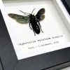 Giant Iridescent Black Wasp (Megascolia velutina duclais) Framed Specimen - TaxidermyArtistry