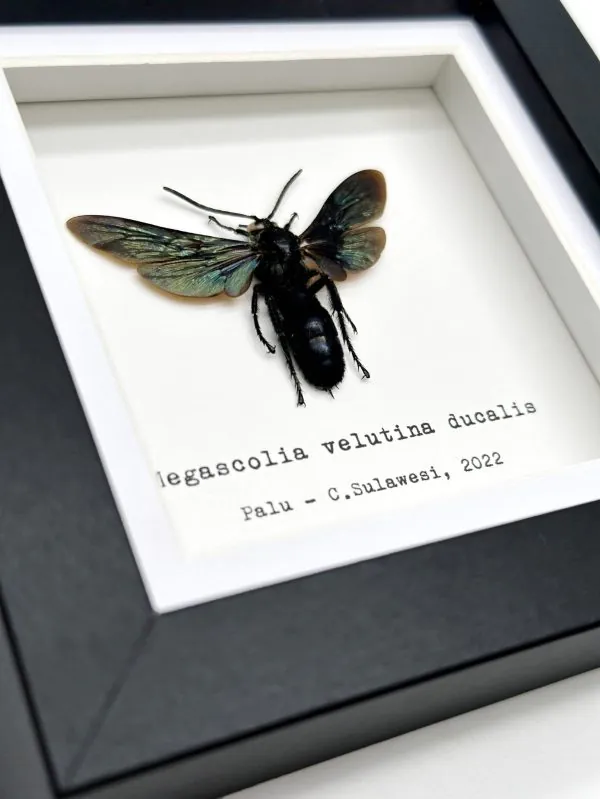 Giant Iridescent Black Wasp (Megascolia velutina duclais) Framed Specimen - TaxidermyArtistry