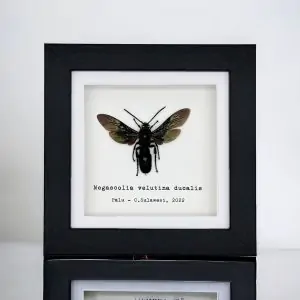 Giant Iridescent Black Wasp (Megascolia velutina duclais) Framed Specimen - TaxidermyArtistry