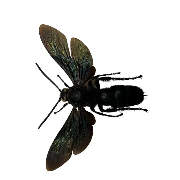 Giant Iridescent Hornet (Megascolia velutina duclais) - TaxidermyArtistry