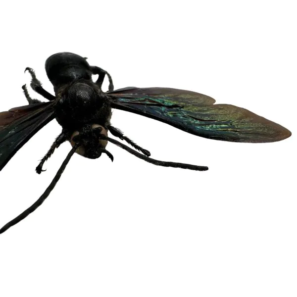 Giant Iridescent Hornet (Megascolia velutina duclais) - TaxidermyArtistry