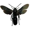 Giant Iridescent Hornet (Megascolia velutina duclais) - TaxidermyArtistry