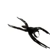 Giant Jumping Spider (Hyllus giganteus) - TaxidermyArtistry
