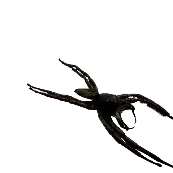 Giant Jumping Spider (Hyllus giganteus) - TaxidermyArtistry