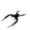 Giant Jumping Spider (Hyllus giganteus) - TaxidermyArtistry