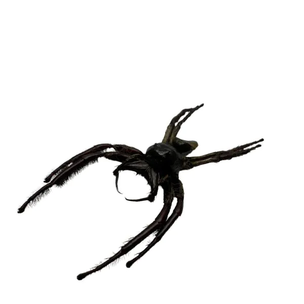 Giant Jumping Spider (Hyllus giganteus) - TaxidermyArtistry