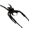 Giant Jumping Spider (Hyllus giganteus) - TaxidermyArtistry