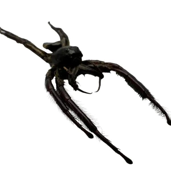 Giant Jumping Spider (Hyllus giganteus) - TaxidermyArtistry