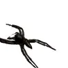 Giant Jumping Spider (Hyllus giganteus) - TaxidermyArtistry