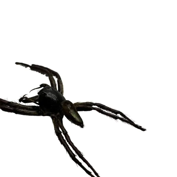 Giant Jumping Spider (Hyllus giganteus) - TaxidermyArtistry
