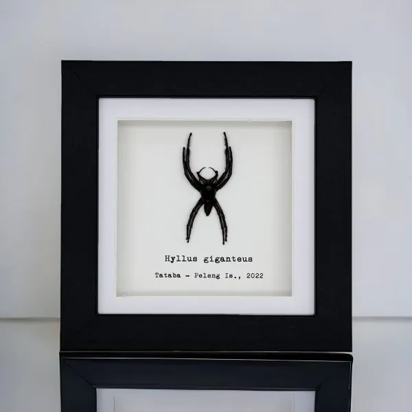 Giant Jumping Spider (Hyllus giganteus) Framed Specimen - TaxidermyArtistry