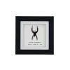 Giant Jumping Spider (Hyllus giganteus) Framed Specimen - TaxidermyArtistry