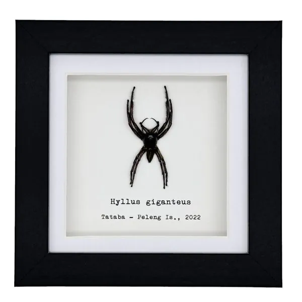 Giant Jumping Spider (Hyllus giganteus) Framed Specimen - TaxidermyArtistry