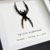 Giant Jumping Spider (Hyllus giganteus) Framed Specimen - TaxidermyArtistry