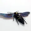 Giant Mega Wasp Megascolia Procer Javanensis Specimen - TaxidermyArtistry