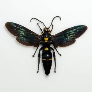 Giant Mega Wasp Megascolia Procer Javanensis Specimen - TaxidermyArtistry