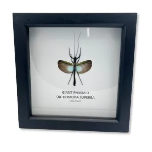 GIANT Phasmid Orthomeria superba Shadow Box Framed - TaxidermyArtistry