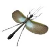 GIANT Phasmid Orthomeria superba (spread) Stick Insect - TaxidermyArtistry