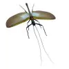 GIANT Phasmid Orthomeria superba (spread) Stick Insect - TaxidermyArtistry