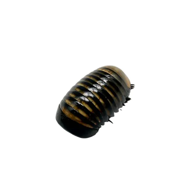 Giant Pill Millipede (Sp8) - TaxidermyArtistry
