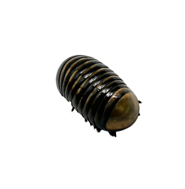 Giant Pill Millipede (Sp8) - TaxidermyArtistry