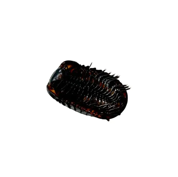 Giant Pill Millipede (Sp8) - TaxidermyArtistry