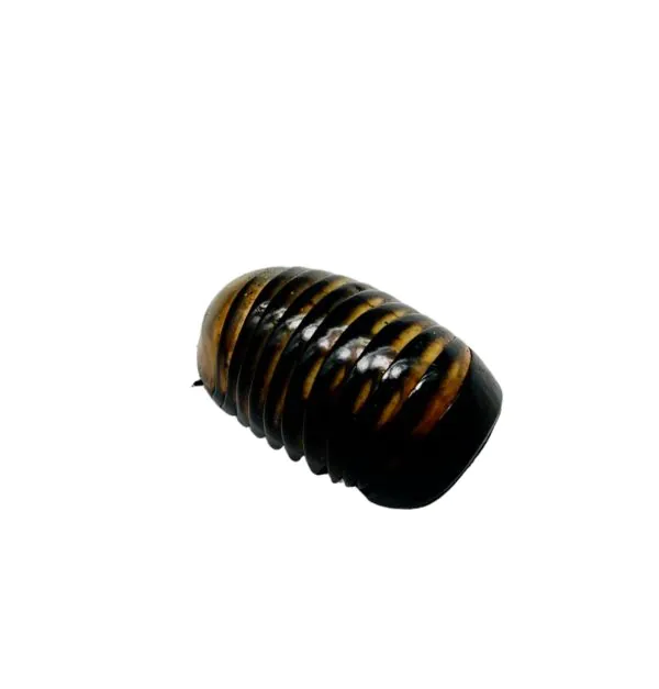 Giant Pill Millipede (Sp8) - TaxidermyArtistry