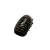 Giant Pill Millipede (Sp8) - TaxidermyArtistry