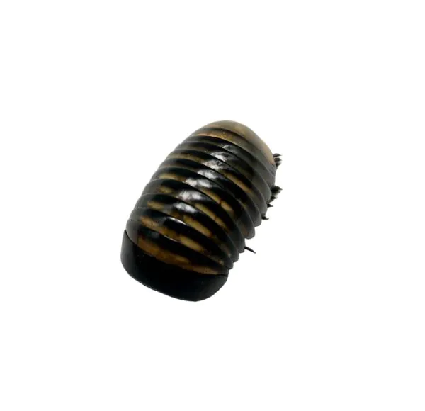 Giant Pill Millipede (Sp8) - TaxidermyArtistry