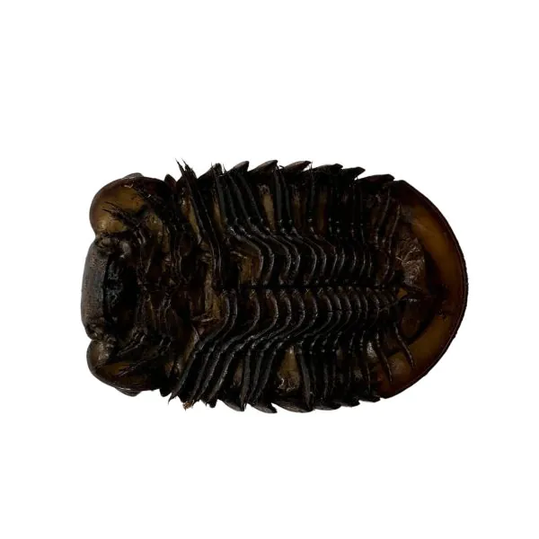 Giant Pill Millipedes (Sphaeropoeus lugubris) - TaxidermyArtistry